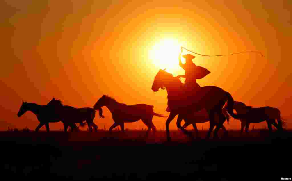 អ្នកជិះ​សេះ​ប្រពៃណី​ជនជាតិ​ហុងគ្រី​គង្វាល​សេះ​មួយ​ហ្វូង​នៅ​​វាលទំនាប​ Great Hungarian Plain ក្នុង​ក្រុង Hortobagy ប្រទេស​ហុងគ្រី។&nbsp;