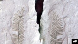 动植物化石可解释人类活动