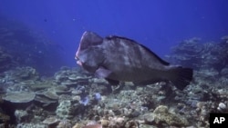 A bumphead parrotfish swims above corals on Moore Reef in Gunggandji Sea Country off the coast of Queensland in eastern Australia on Nov. 13, 2022. (AP Photo/Sam McNeil)