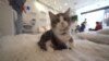 "Kitten Lounge" Tawarkan Solusi Overpopulasi Kucing