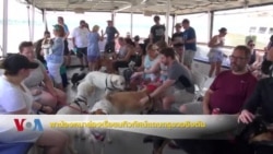 พาน้องหมาล่องเรือชมทิวทัศน์แถบกรุงวอชิงตัน