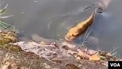 Kifi mai kama da mutum