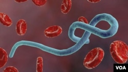 Picha ya virusi vya Ebola