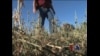 美国西部持续干旱引发农人担忧