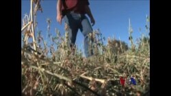 美国西部持续干旱引发农人担忧