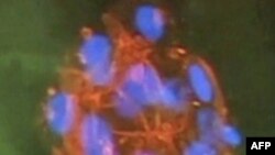 Kök Hücre Araştırmalarına Yeniden Hükümet Desteği