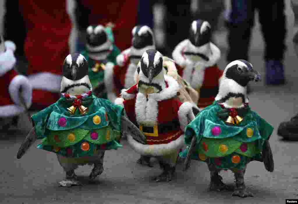 Burung-burung penguin mengenakan kostum Sinterklas merah dan pohon Natal warna hijau di sebuah taman hiburan di Yongin, selatan ibukota Seoul, Korea Selatan. 
