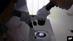 FILE - A visitor to the 21st China Beijing International High-tech Expo looks at a computer chip through the microscope displayed by the state-controlled Tsinghua Unigroup project on May 17, 2018. (AP Photo/Ng Han Guan, File)