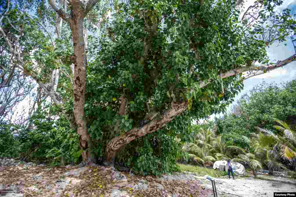 太平岛原生林貌一隅（台湾总统府）