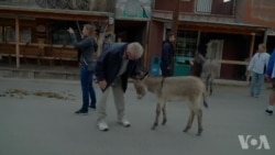 亚利桑那州着手解决美洲驴泛滥问题