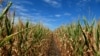 Gene-Modified Corn Designed to Resist Drought