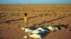 A boy looks at a flock of dead goats in a dry land close to Dhahar in Puntland, northeastern Somalia, on December 15, 2016. Drought in the region has severely affected livestock for local herdsmen.