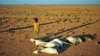 FILE - A boy looks at a flock of dead goats in a dry land close to Dhahar in Puntland, northeastern Somalia, Dec. 15, 2016. Drought in the region has severely affected livestock for local herdsmen.