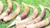 Elephant tusks seized in Kenya, which like Mozambique, has a serious poaching problem.