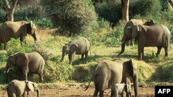 Şri-Lankada fillər siyahıya alınır