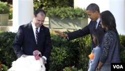 Presiden Barack Obama dan keluarga mengampuni kalkun bernama "Apple," di Gedung Putih, Rabu 24 November 2010.