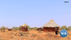 Miidhaan Hongee Boorana Keessatti Daran Hammaatee Jira