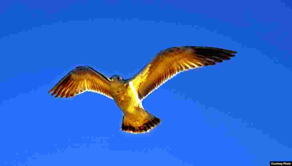 Seekor burung camar terbang di atas gedung Kongres AS, gedung Capitol di Washington, DC.