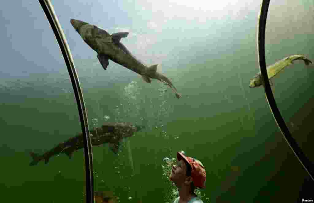 កុមារ​ម្នាក់​ឈរមើល​ត្រី​ក្នុងរូង​ក្រោម​ដី​នៅ​ពិព័រណ៌​ទឹកសាប​​និង​រុក្ខសាស្រ្ត​ &laquo;Live Water&raquo; ក្នុង​ភូមិ​ Modra សាធារណរដ្ឋឆែក។​ &nbsp;