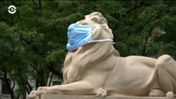 Львы в масках и карантин для книг