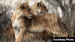 West African lions (Philipp Henschel/Panthera)
