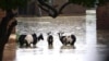 Some of the goats that were left stranded in flooded waters as owners saved their own lives at Makanga Area in Southern Malawi. (Lameck Masina for VOA News)