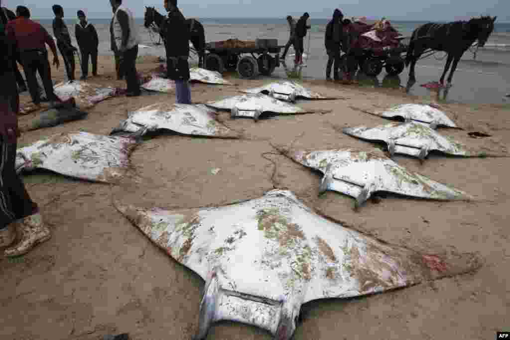 Nelayan Palestina mengumpulkan beberapa ikan Manta Ray fish yang terdampar di pantai kota Gaza.