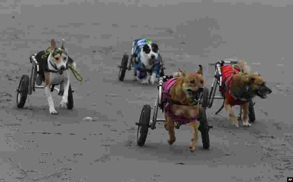 Beberapa anjing penyandang difabel yang diberi kursi roda berlarian di pantai Agua Dulce, distrik Chorrillos, Lima, Peru.