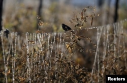 FILE - Pea plants are damaged by drought, due to the El Nino weather phenomenon in Madrid municipality near Bogota, Colombia, January 17, 2016. (REUTERS/John Vizcaino/File Photo)