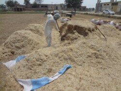 چاول کی فصل کی کٹائی کے بعد صفائی کی جا رہی ہے۔