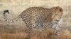 ‘Big Cats’ Make a Comeback in South Africa