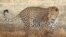 ‘Big Cats’ Make a Comeback in South Africa