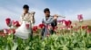 Farmers walk at a poppy field in Jalalabad province, April 7, 2013. 