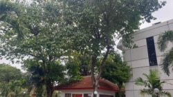 Pohon Jamblang atau Juwet di halaman Universitas Surabaya (foto Petrus Riski/VOA).