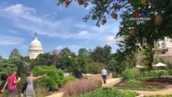 Ամերիկահայ թեկնածուները միջանկյալ ընտրություններում միտված են հաղթելու