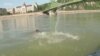 Budapest Touts Swimming in Fast-Flowing Danube River
