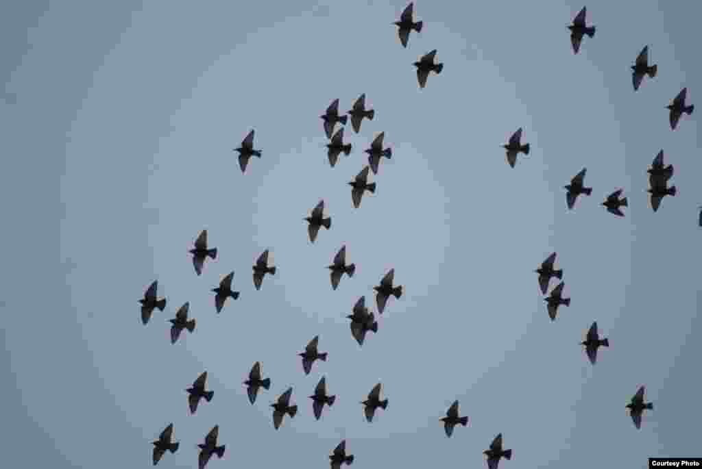 European Starlings in Benton, Pennsylvania, 2015. (Courtesy of Kevin Hess Benton)