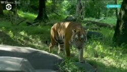 Тигр из Нью-Йоркского зоопарка заразился от смотрителя