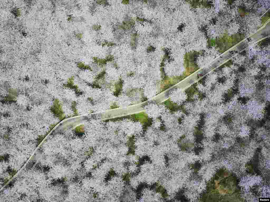 2017年3月27日，中国贵州省贵安新区，换个角度看樱花，从上空鸟瞰，一览众樱小，一条小路穿越樱树林。