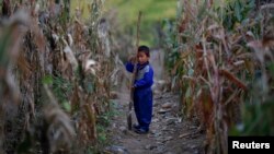 지난 2011년 9월 홍수 피해를 입은 북한 황해도 속사리 지역의 옥수수 밭에서 한 소년이 삽을 들고 서 있다. (자료사진)