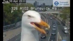 Une mouette prend la pose devant une caméra de circulation