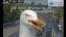 Une mouette prend la pose devant une caméra de circulation