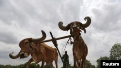 印度艾哈迈达巴德郊外的农民用牛犁地。（2015年6月11日）