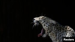 File - A leopard yawns inside its enclosure at the Madrid Zoo July 23, 2013. 