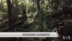 专家将旧煤矿变成吸碳森林