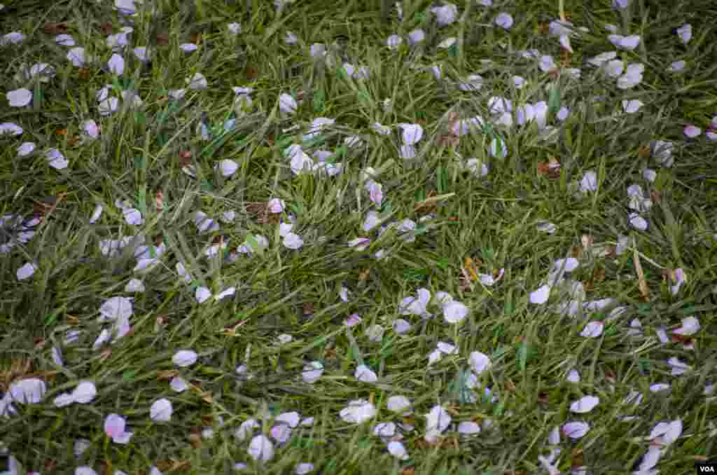 Kelopak bunga sakura menghiasi lapangan rumput dekat Tidal Basin. Setelah bunga sakura merekah, hembusan angin menciptakan &quot;badai&quot; dramatis kelopak bunga sakura yang jatuh ke tanah, Washington, DC, 13 April 2014. (Elizabeth Pfotzer/VOA)