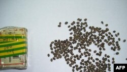 Shtohen rastet e trafikut të brendshëm të drogës në jug të Shqipërisë