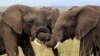 Elephants play at the Maasai Mara game reserve, about 300 km southwest of Kenya's capital Nairobi, October 31, 2012. 
