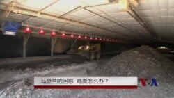 马里兰的困惑 - 鸡粪怎么办?