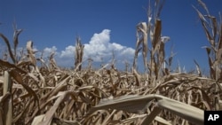 Kemarau parah yang merusak panen jagung dan gandum di Amerika, eksportir pangan terbesar dunia membuat Tiongkok, pengimpor pangan besar, beralih ke sumber pasokan baru, Ukraina (foto: dok.).
